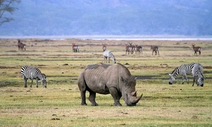 Från Dar es Salaam: Privat dagsturssafari till Mikumi nationalpark