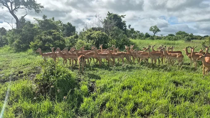 Från Dar es Salaam: Privat dagsturssafari till Mikumi nationalpark