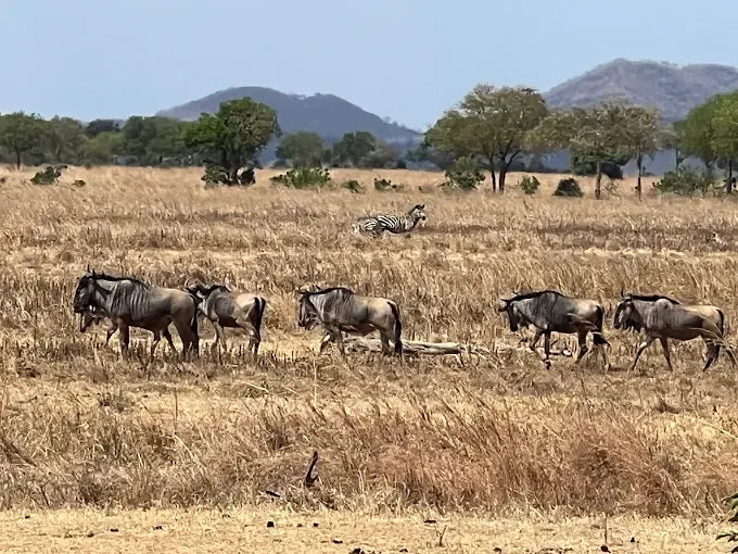 Från Dar es Salaam: Privat dagsturssafari till Mikumi nationalpark