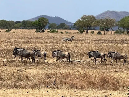 Från Dar es Salaam: Privat dagsturssafari till Mikumi nationalpark