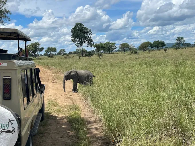 Från Dar es Salaam: Privat dagsturssafari till Mikumi nationalpark