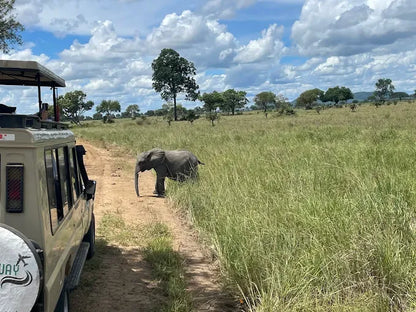 Från Dar es Salaam: Privat dagsturssafari till Mikumi nationalpark