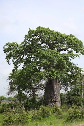 Från Dar es Salaam: Privat dagsturssafari till Mikumi nationalpark
