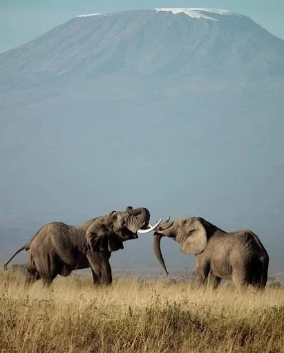 Från Dar es Salaam: Privat dagsturssafari till Mikumi nationalpark