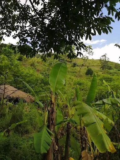 Från Dar es Salaam: Privat dagsturssafari till Mikumi nationalpark