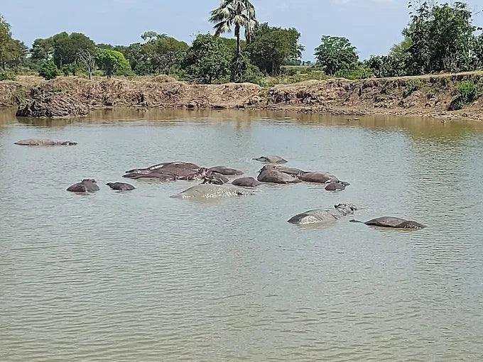 Från Dar es Salaam: Privat dagsturssafari till Mikumi nationalpark