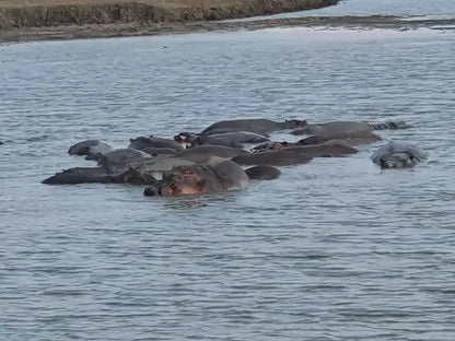 Från Dar es Salaam: Privat dagsturssafari till Mikumi nationalpark
