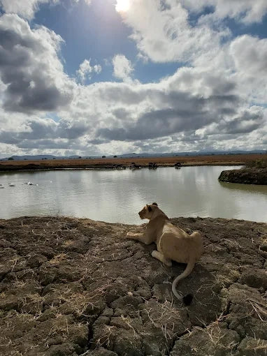 Från Dar es Salaam: Privat dagsturssafari till Mikumi nationalpark