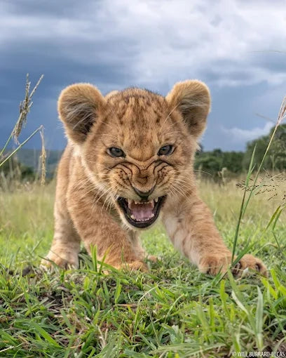 Från Dar es Salaam: Privat dagsturssafari till Mikumi nationalpark