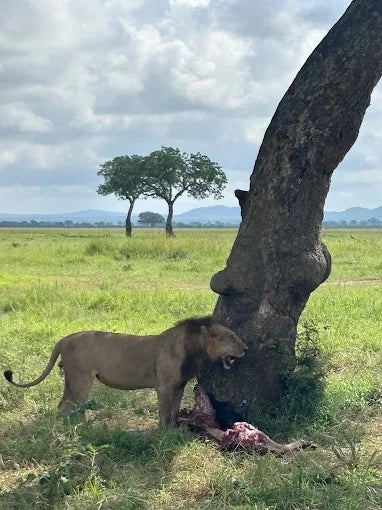 Från Dar es Salaam: Privat dagsturssafari till Mikumi nationalpark