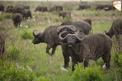 Från Dar es Salaam: Privat dagsturssafari till Mikumi nationalpark