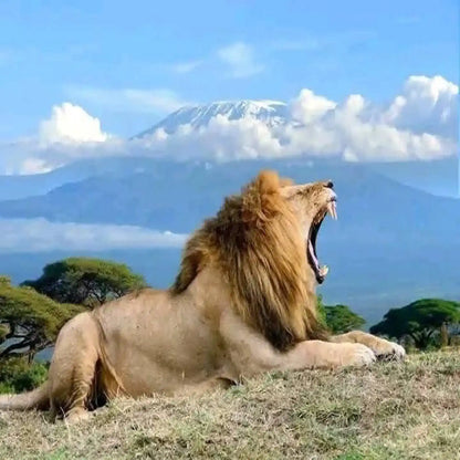 From Dar es Salaam: Safari privato di un giorno al Parco Nazionale di Mikumi