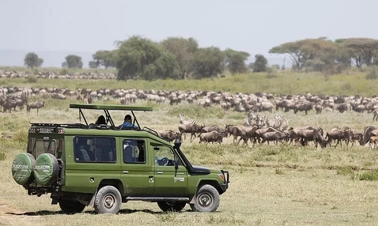 From Dar es Salaam: Safari privato di un giorno al Parco Nazionale di Mikumi