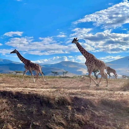 From Dar es Salaam: Safari privato di un giorno al Parco Nazionale di Mikumi