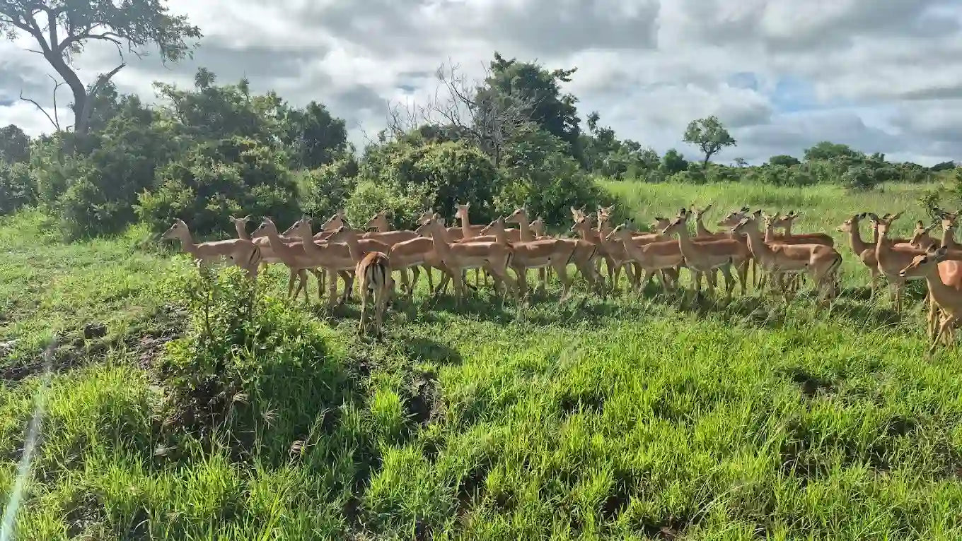 From Dar es Salaam: Safari privato di un giorno al Parco Nazionale di Mikumi