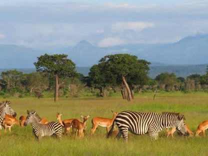 From Dar es Salaam: Safari privato di un giorno al Parco Nazionale di Mikumi