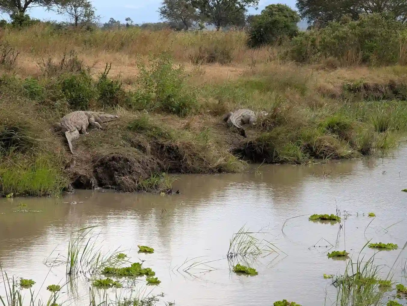 From Dar es Salaam: Safari privato di un giorno al Parco Nazionale di Mikumi