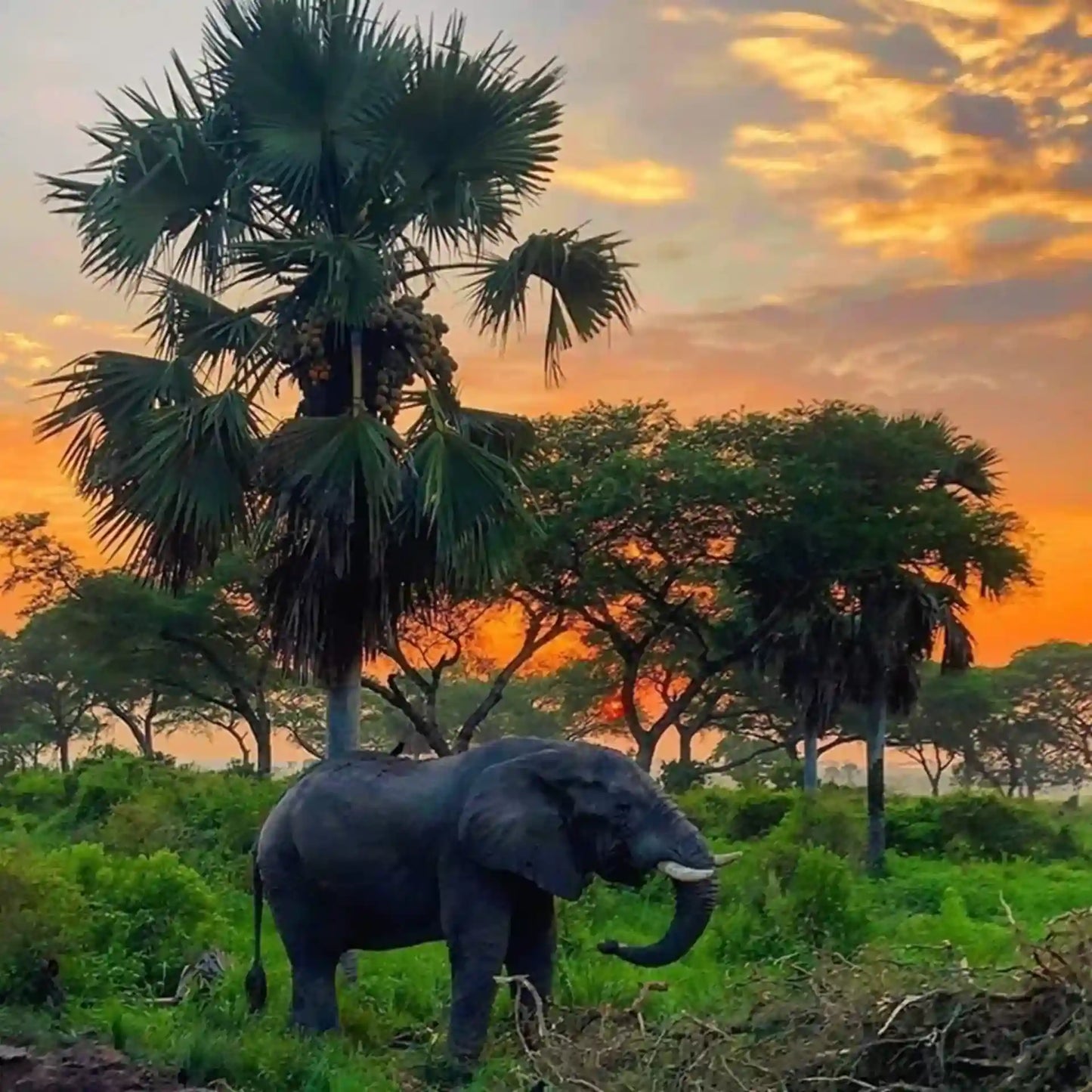 From Dar es Salaam: Safari privato di un giorno al Parco Nazionale di Mikumi