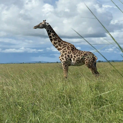 From Dar es Salaam: Safari privato di un giorno al Parco Nazionale di Mikumi