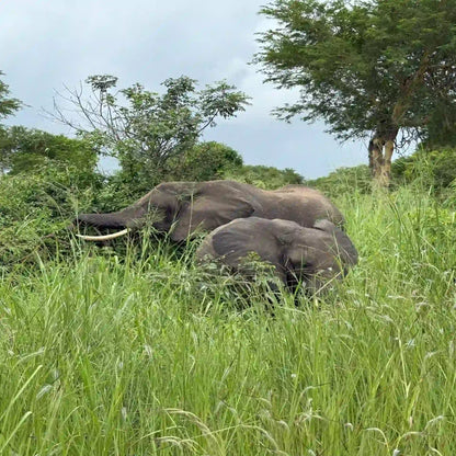 From Dar es Salaam: Safari privato di un giorno al Parco Nazionale di Mikumi