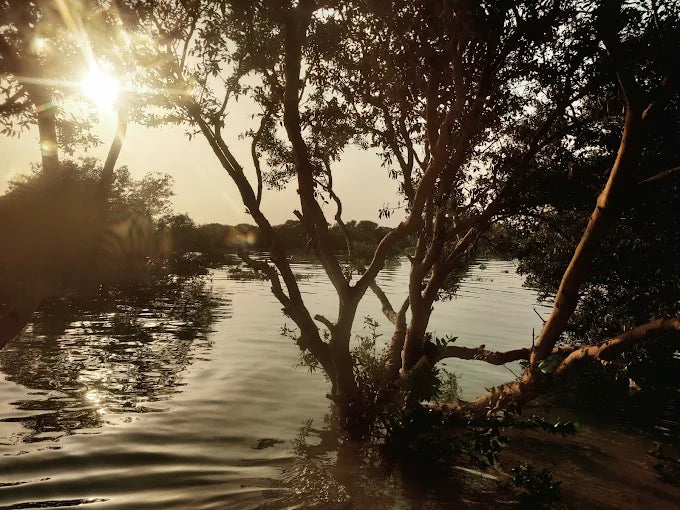 From Doha: Al Thakira Mangrove Forest Kayaking Tour