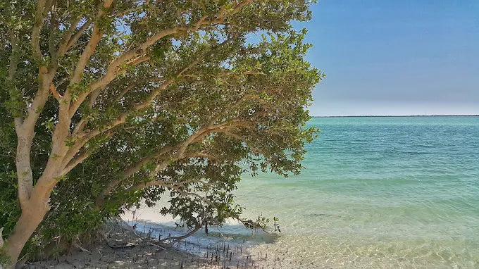 From Doha: Al Thakira Mangrove Forest Kayaking Tour