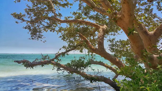 From Doha: Al Thakira Mangrove Forest Kayaking Tour