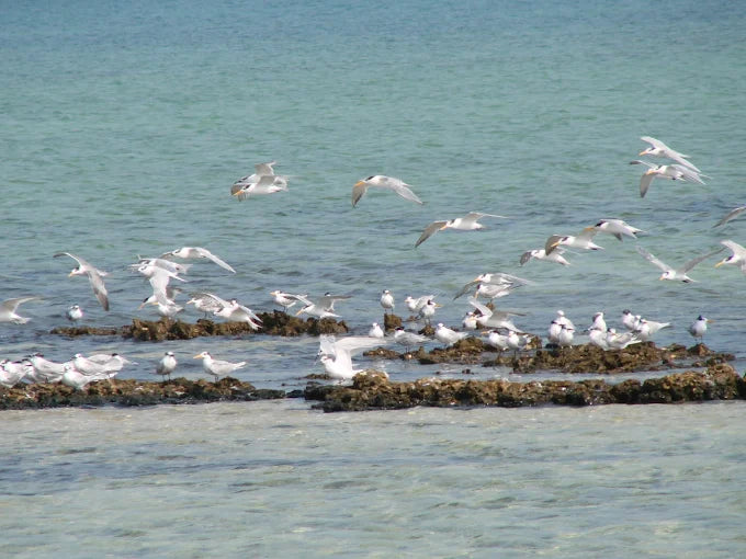 From Doha: Al Thakira Mangrove Forest Kayaking Tour