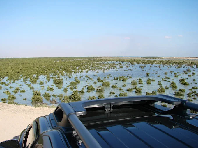 From Doha: Al Thakira Mangrove Forest Kayaking Tour