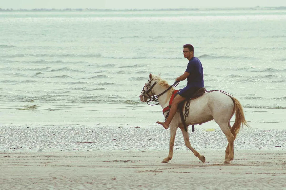 From Doha: Arabian Horse Riding Private Trip by Sea or Desert