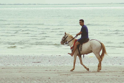 From Doha: Arabian Horse Riding Private Trip by Sea or Desert