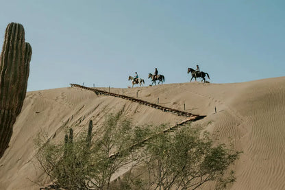 From Doha: Arabian Horse Riding Private Trip by Sea or Desert