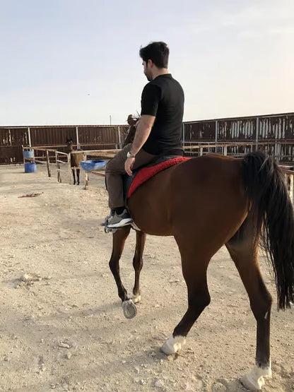 From Doha: Arabian Horse Riding Private Trip by Sea or Desert