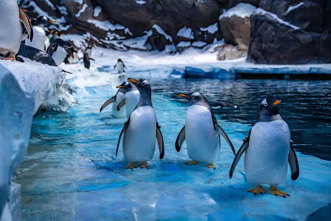 From Dubai: SeaWorld Experience and Sheikh Zayed Grand Mosque Tour
