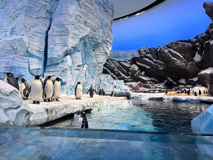 From Dubai: SeaWorld Experience and Sheikh Zayed Grand Mosque Tour