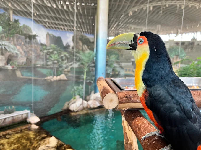 From Dubai: SeaWorld Experience and Sheikh Zayed Grand Mosque Tour