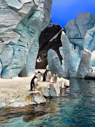 From Dubai: SeaWorld Experience and Sheikh Zayed Grand Mosque Tour