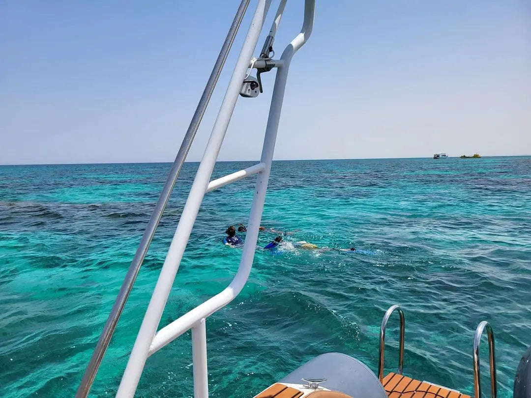From 爱尔古纳出发：海豚之家浮潜游船之旅（含午餐）