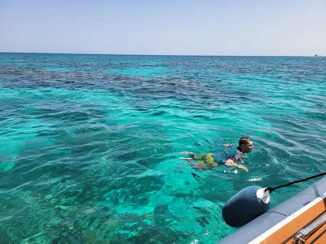 From 爱尔古纳出发：海豚之家浮潜游船之旅（含午餐）