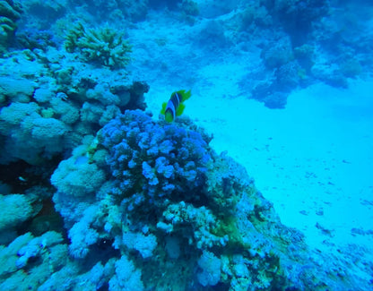 From El Gouna: Luxe Cruise naar Orange Bay in Hurghada met Lunch