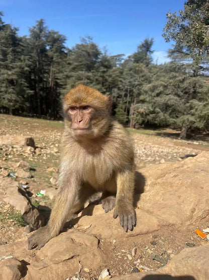 Från Fes: 2-dagars Saharaökentur via Ifrane och Merzouga