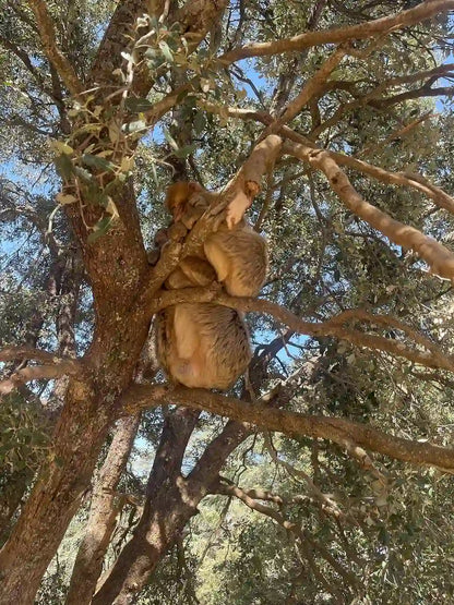 Från Fes: 2-dagars Saharaökentur via Ifrane och Merzouga