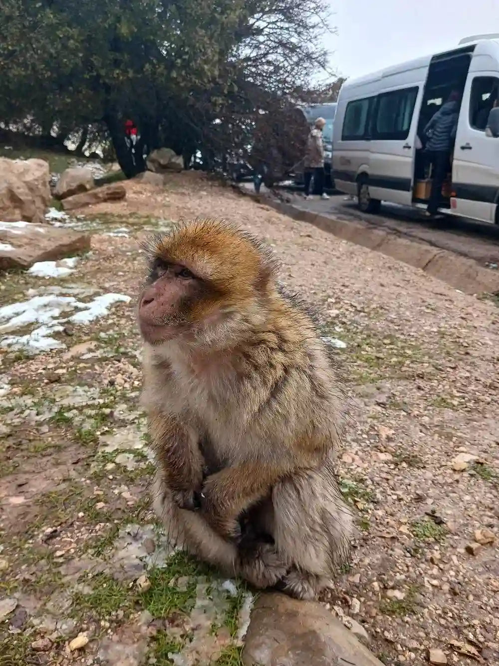 Från Fes: 2-dagars Saharaökentur via Ifrane och Merzouga
