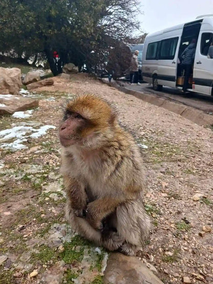 Från Fes: 2-dagars Saharaökentur via Ifrane och Merzouga