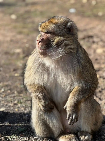 Från Fes: 2-dagars Saharaökentur via Ifrane och Merzouga