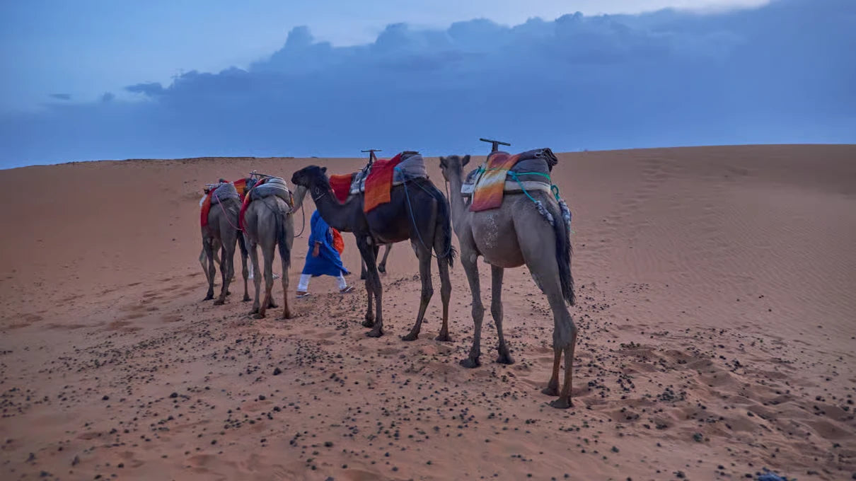 From Marrakech: 2-dagers tur til Sahara-ørkenen – Ouarzazate, Merzouga til Fes