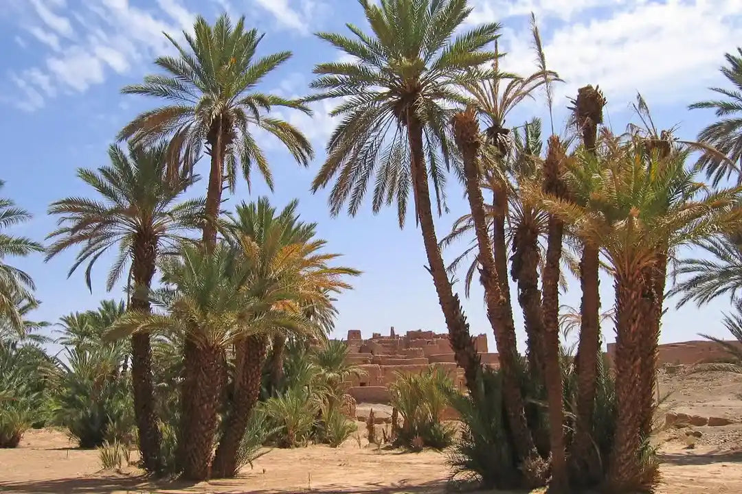 Från Marrakech: 2-dagars lyxtur till Zagoraöknen