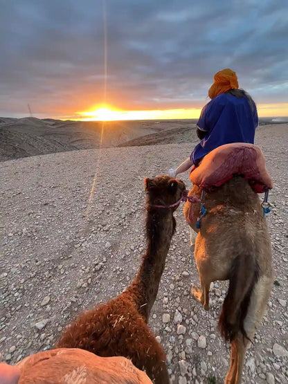 From Marrakech: giro in cammello al tramonto nel deserto di Agafay