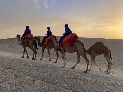 From Marrakech: giro in cammello al tramonto nel deserto di Agafay