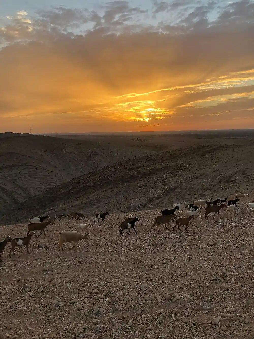 From Marrakech: giro in cammello al tramonto nel deserto di Agafay